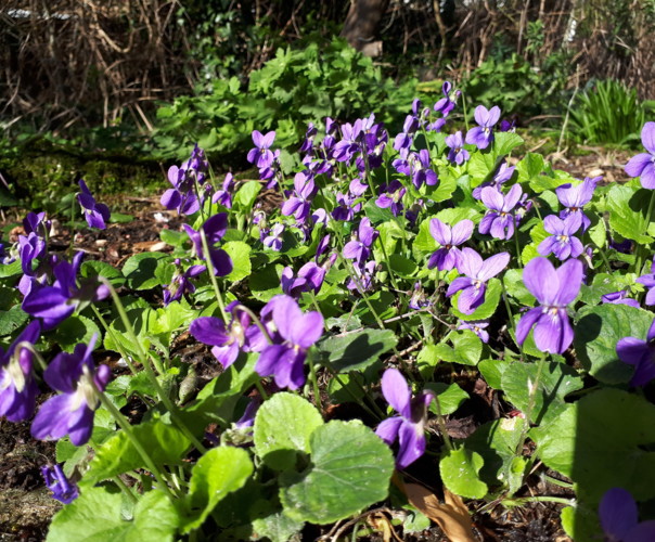 Le potager de varrtz