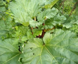 Le jardin du phoenix