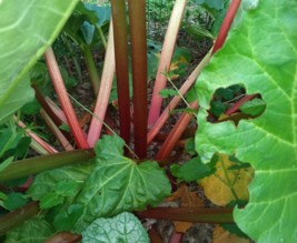 Le jardin du phoenix