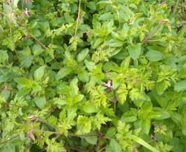 Le jardin du phoenix