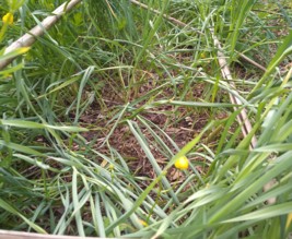 Le jardin du phoenix