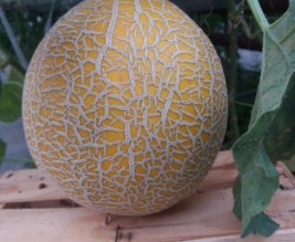 le jardin de stef et nath