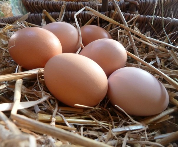POTAGER DES ARBUSIERS