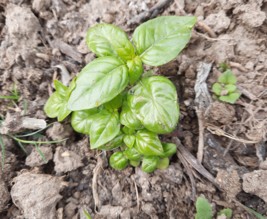 Le potager enchanté