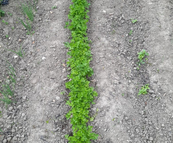 Le potager enchanté