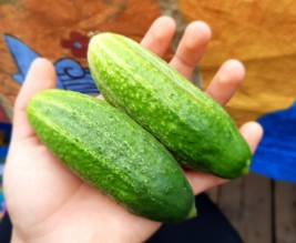 Le potager enchanté