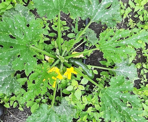 La Ferme de l'Aubette