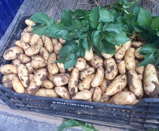 Vente direct de la Ferme CLAVELOU