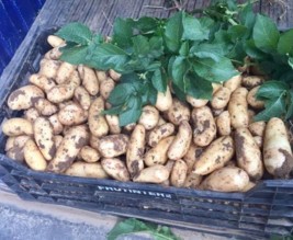 Vente direct de la Ferme CLAVELOU