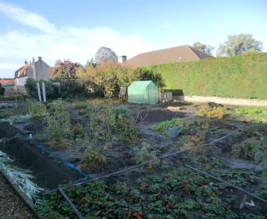 KITCHEN GARDEN