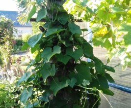 Jardin éco-nature-bio