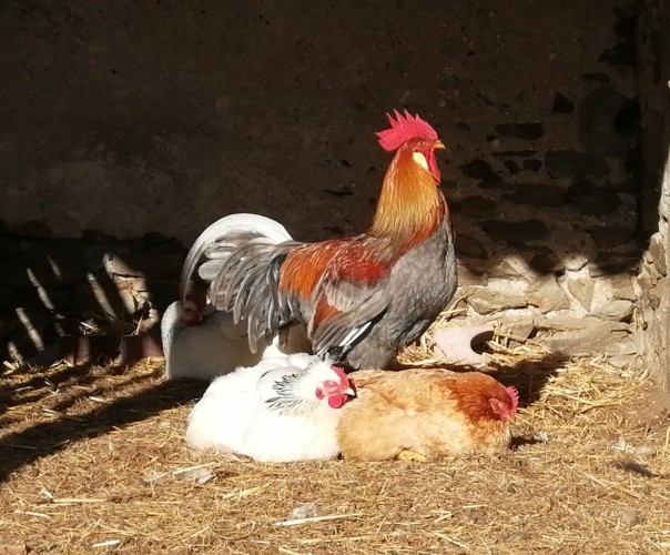 La micro-ferme de Charles et Marine