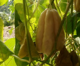 La pergola de Christophines