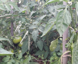 Le jardin de Marjorie