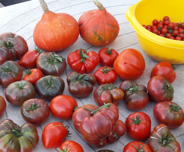 Le jardin de Marjorie