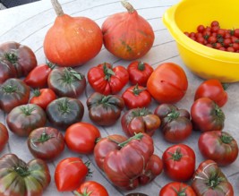 Le jardin de Marjorie