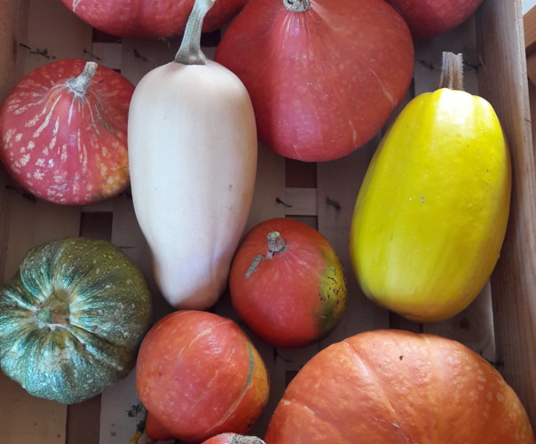 Le jardin de Marjorie