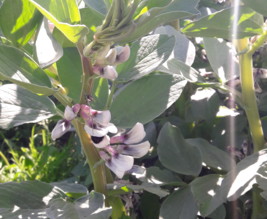 Le jardin de Marjorie