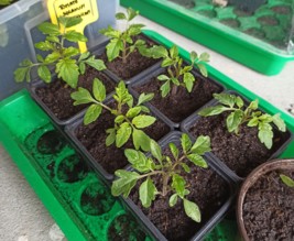 L'atelier de Magali D.