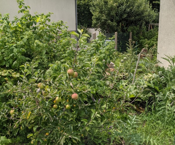 Mon potager Gosselin