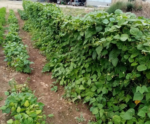 Les légumes des Greniers