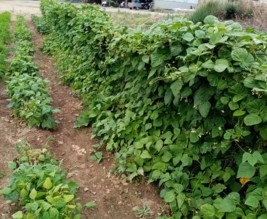 Les légumes des Greniers