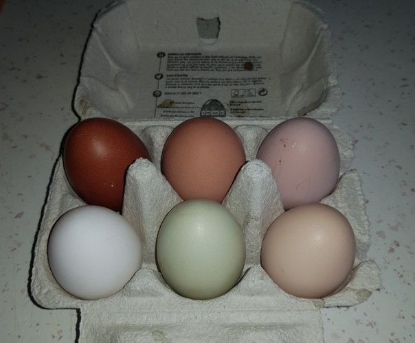 les cocotes des Abers