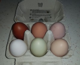 les cocotes des Abers