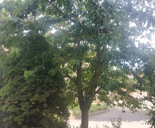 Les cerises de Saint Eloi