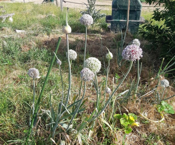 Ecurie d'Amour d'Amour