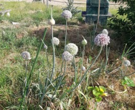 Ecurie d'Amour d'Amour