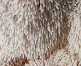 Champignons Coussacois