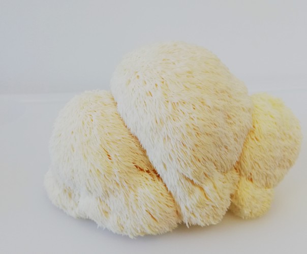 Champignons Coussacois