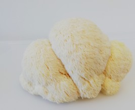 Champignons Coussacois