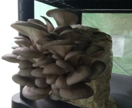 Champignons Coussacois