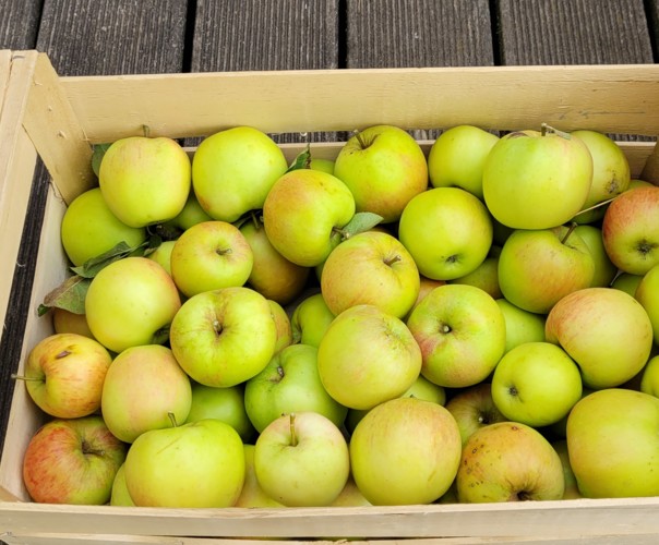 verger Alix et Marion