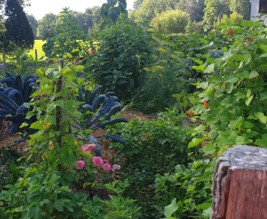 Potager chez regat