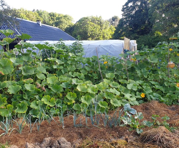 Potager chez regat