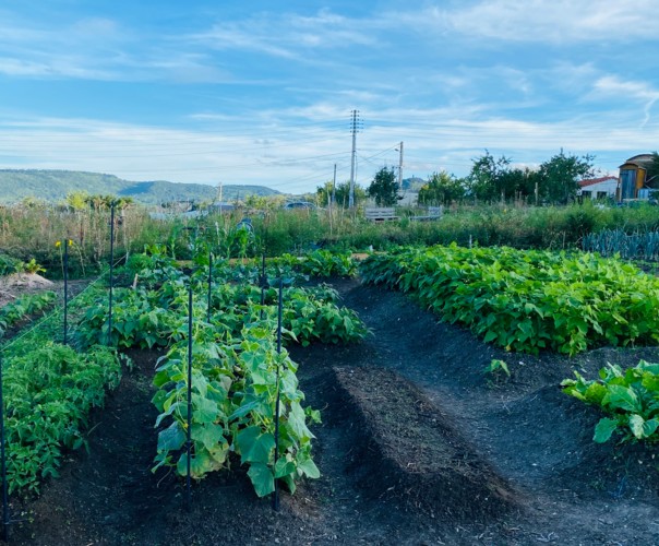 Légumes potagers