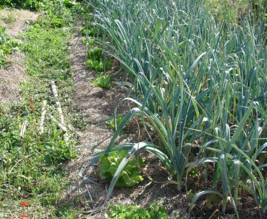 Jardin Rue de la Prairie