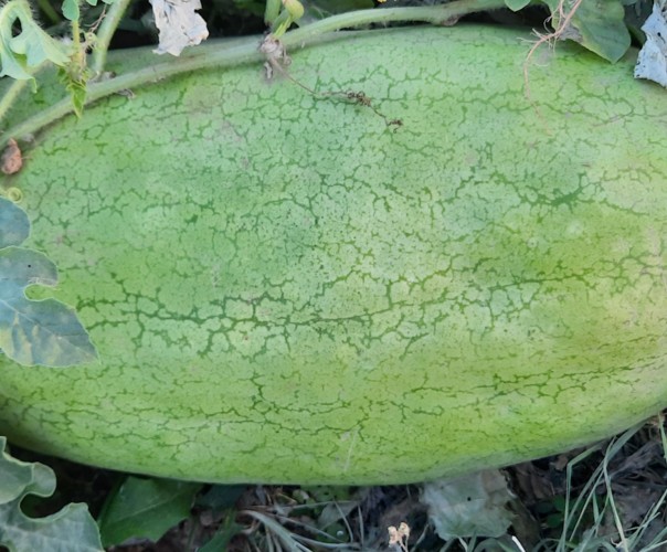 Pastèque-Melon-Courges-Tomate-Concombre.