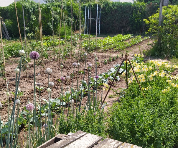potager légumes et fruits