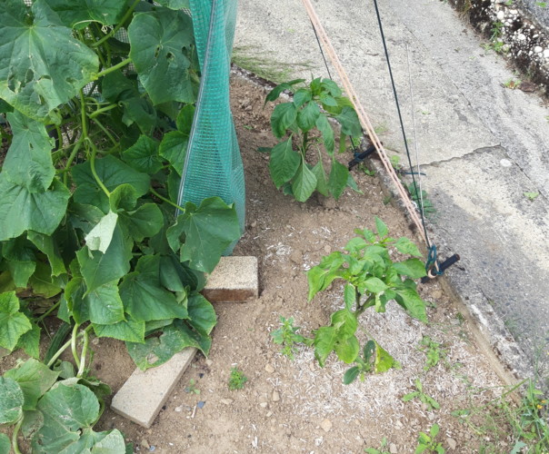 Le jardin de Solène