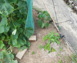 Le jardin de Solène