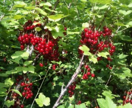 Les Délices du Potager