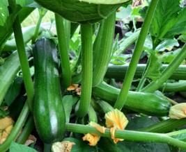 Les carrés d'Antoine