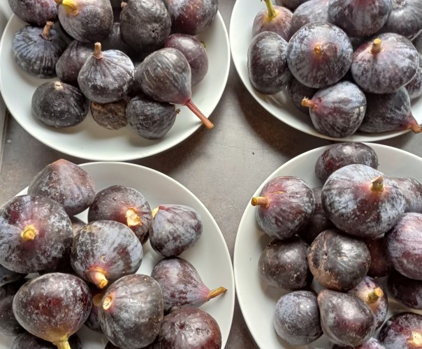 Jardin du Pays de Nay