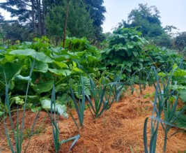 La vieille demeure de Suzan, mésanges et hérissons
