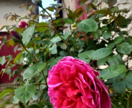 La vieille demeure de Suzan, mésanges et hérissons