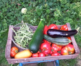 La vieille demeure de Suzan, mésanges et hérissons